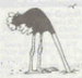 OstrichSand